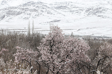 شکوفه‌های بهاری روستای انجدان استان مرکزی با شروع فصل بهار جوانه زده و شکوفا شده‌اند. اما بارش برف بهاری صحنه های زیبایی خلق می کند.