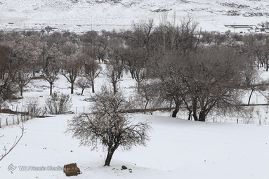 شکوفه‌های بهاری روستای انجدان استان مرکزی با شروع فصل بهار جوانه زده و شکوفا شده‌اند. اما بارش برف بهاری صحنه های زیبایی خلق می کند.