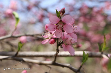 شکوفه های بهاری در شیراز