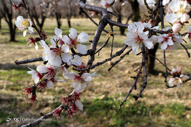 شکوفه های بهاری در شیراز