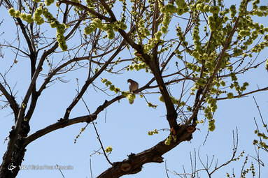 شکوفه های بهاری در شیراز