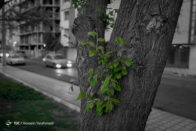 سرسبزی بهار