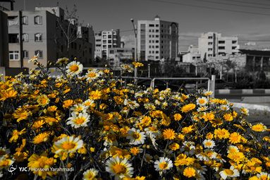 سرسبزی بهار