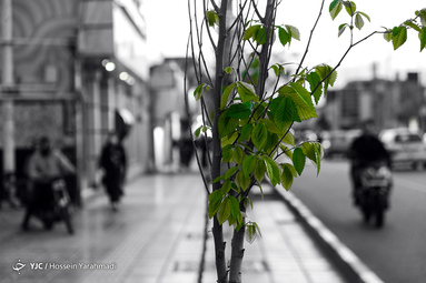 سرسبزی بهار