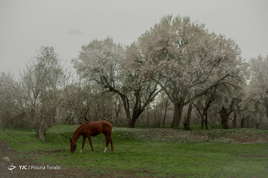 طبیعت زیبای بهاری در قزوین