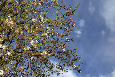 طبیعت زیبای بهاری در قزوین