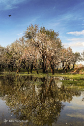 طبیعت زیبای بهاری در قزوین