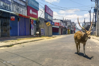 یک گوزن وحشی در یک خیابان متروک در شهر بندر Trincomalee، سری لانکا