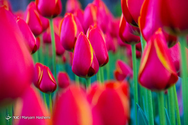 هشتمین جشنواره لاله های کرج