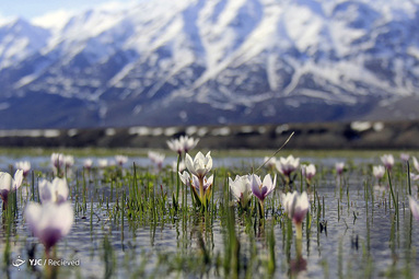 ترکیه