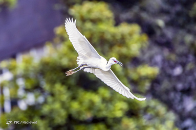 چین