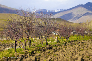 سرمازدگی باغات تبریز‎
