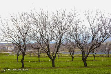 سرمازدگی باغات تبریز‎