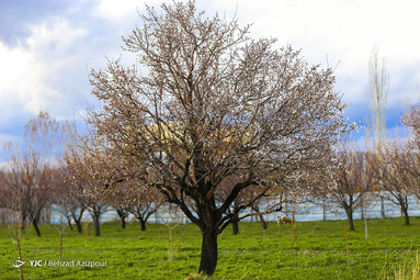 سرمازدگی باغات تبریز‎