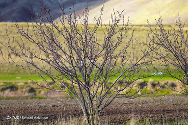 سرمازدگی باغات تبریز‎