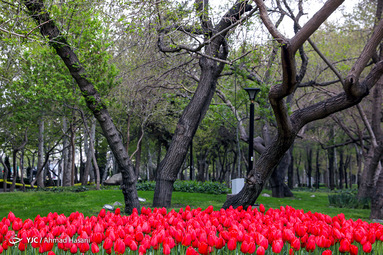 جشنواره لاله‌های مشهد
