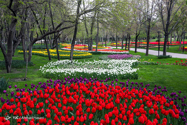 جشنواره لاله‌های مشهد