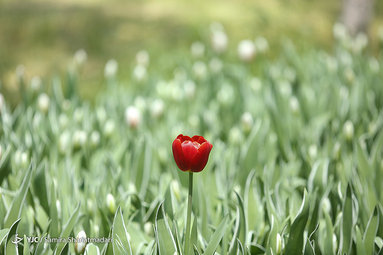 لاله‌ای برای مادران