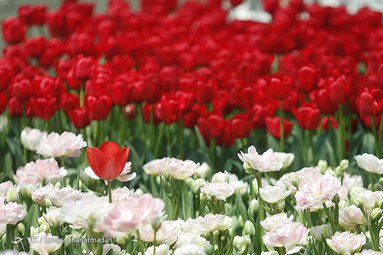 لاله‌ای برای مادران