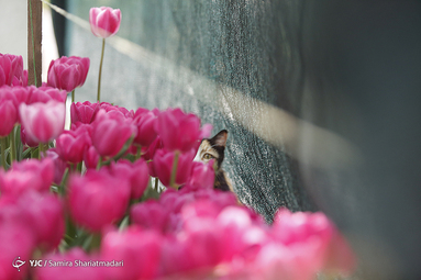 لاله‌ای برای مادران