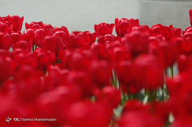 لاله‌ای برای مادران