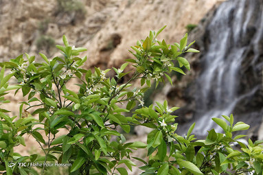 شکوفه های بهار نارنج شیراز