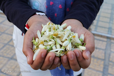 شکوفه های بهار نارنج شیراز