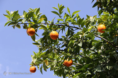 شکوفه های بهار نارنج شیراز