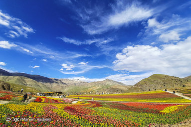 دشت لاله های لِزور روستای کندر استان البرز