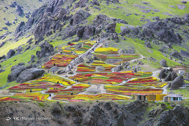 دشت لاله های لِزور روستای کندر استان البرز
