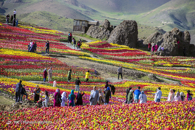 دشت لاله های لِزور روستای کندر استان البرز
