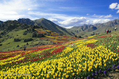 دشت لاله های لِزور روستای کندر استان البرز