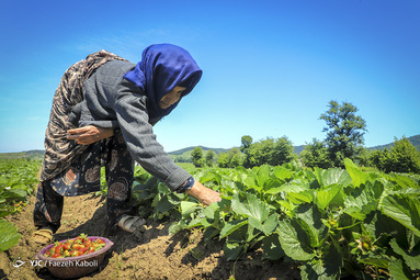 برداشت توت فرنگی از مزارع روستای شفیع آباد استان گلستان