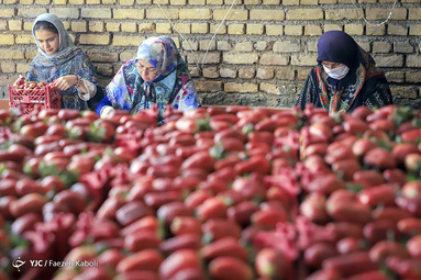 برداشت توت فرنگی از مزارع روستای شفیع آباد استان گلستان