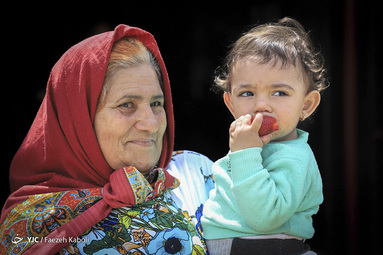 برداشت توت فرنگی از مزارع روستای شفیع آباد استان گلستان