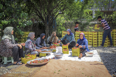 برداشت توت فرنگی از مزارع روستای شفیع آباد استان گلستان