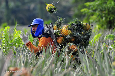 اندونزی