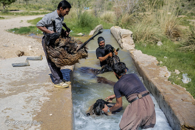 در فصل بهار دامداران محلی در شهرستان سروستان شروع به شستشو و پشم چینی گوسفندان میکنند