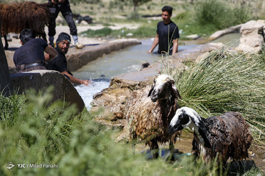 در فصل بهار دامداران محلی در شهرستان سروستان شروع به شستشو و پشم چینی گوسفندان میکنند