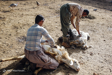 در فصل بهار دامداران محلی در شهرستان سروستان شروع به شستشو و پشم چینی گوسفندان میکنند
