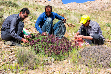برداشت گیاهان دارویی در ارتفاعات شهرستان سامان