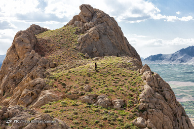 برداشت گیاهان دارویی در ارتفاعات شهرستان سامان