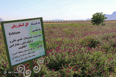 گل گاو زبان