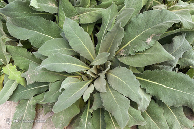 ماهور