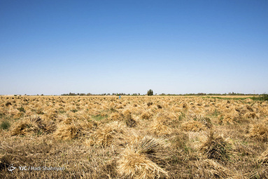 برداشت گندم در منطقه سیستان