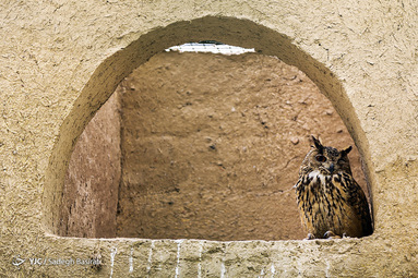 باغ پرندگان اصفهان