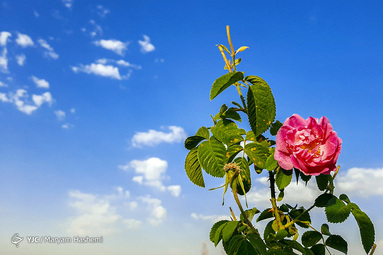 برداشت گل محمدی در شهرستان ساوجبلاغ