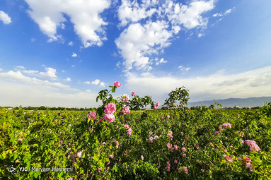 برداشت گل محمدی در شهرستان ساوجبلاغ