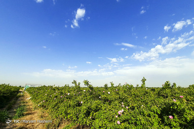 برداشت گل محمدی در شهرستان ساوجبلاغ