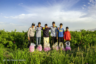 برداشت گل محمدی در شهرستان ساوجبلاغ